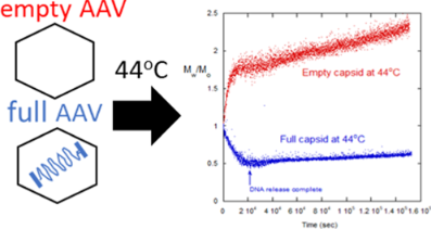 DNA Released by Adeno-Associated Virus