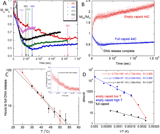 full and empty Adeno-Associated Virus thermal behavior